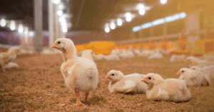Several fluffy chicks are gathered on the floor of a brightly lit poultry farm, with one chick standing while others rest around it. The background shows blurred lights and feeding equipment.