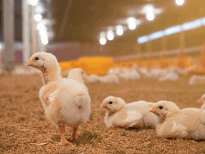 Several fluffy chicks are gathered on the floor of a brightly lit poultry farm, with one chick standing while others rest around it. The background shows blurred lights and feeding equipment.