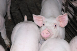A group of pink pigs in a pen; one pig faces the camera with its ears up and snout visible, while the others are turned away, showing their backs. The pen floor is partially visible.