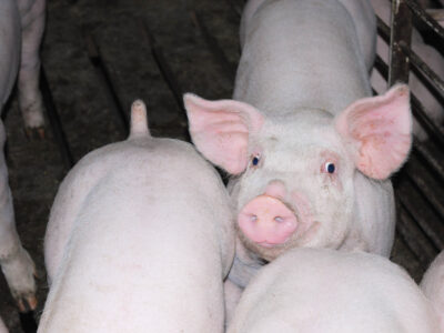 A group of pink pigs in a pen; one pig faces the camera with its ears up and snout visible, while the others are turned away, showing their backs. The pen floor is partially visible.
