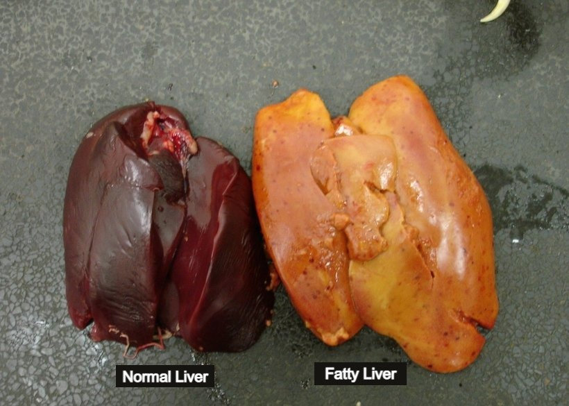 poultry healthy layer liver and fatty liver