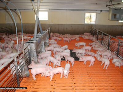 Dozens of piglets in a clean indoor pen with orange slatted flooring and metal railings, under artificial lighting. The room has a window and ventilation equipment on the ceiling.