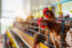 Brown hens with red combs stand inside wire cages in a row on a poultry farm, with feeding troughs visible and a blurred background of more hens and yellow water dispensers.