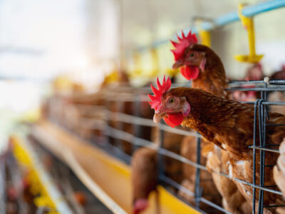 Brown hens with red combs stand inside wire cages in a row on a poultry farm, with feeding troughs visible and a blurred background of more hens and yellow water dispensers.