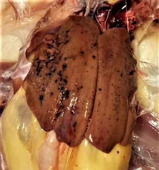poultry layer fatty liver 