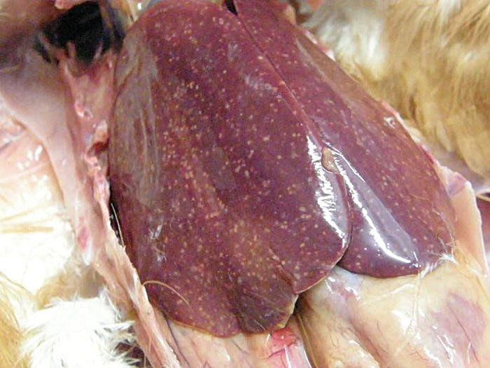 poultry layer spotty liver