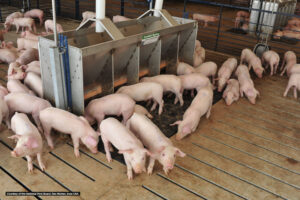 A group of pink pigs gathers around a metal feeding trough in a spacious, indoor pen with slatted flooring and metal railings. The area is well-lit and clean.