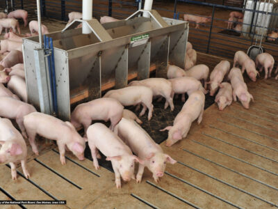 A group of pink pigs gathers around a metal feeding trough in a spacious, indoor pen with slatted flooring and metal railings. The area is well-lit and clean.