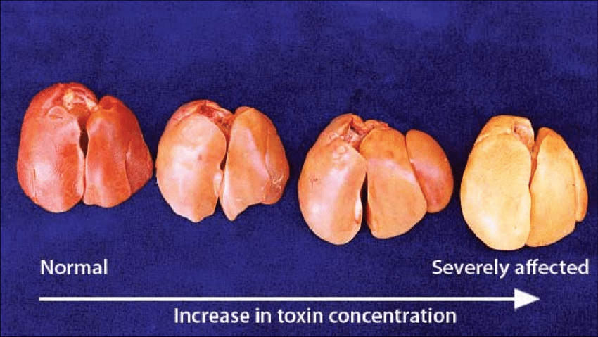 poultry layer mycotoxin liver
