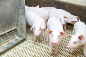 Several young piglets with ear tags stand on a slatted floor inside a clean, indoor enclosure, near a metal feeder on the left side of the image.