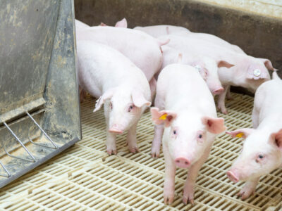 Several young piglets with ear tags stand on a slatted floor inside a clean, indoor enclosure, near a metal feeder on the left side of the image.