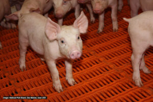A group of piglets stands on an orange slatted floor; one piglet faces the camera with its ears perked up. Other piglets are partially visible in the background.