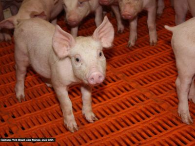 A group of piglets stands on an orange slatted floor; one piglet faces the camera with its ears perked up. Other piglets are partially visible in the background.