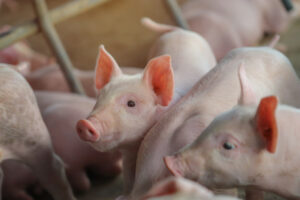 A group of pink piglets huddled together, with one piglet facing the camera and looking alert, surrounded by other piglets in a farm setting.