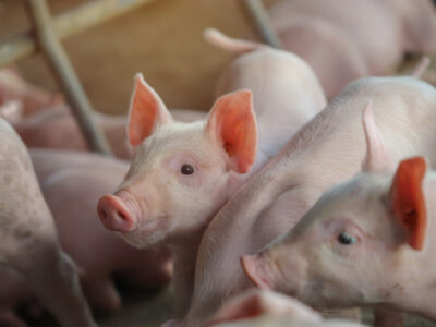A group of pink piglets huddled together, with one piglet facing the camera and looking alert, surrounded by other piglets in a farm setting.