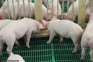 Several piglets stand on a green slatted floor, eating from a metal trough inside a pen. The environment appears clean and the piglets are light pink in color.