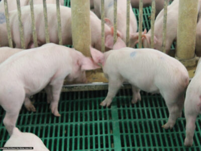 Several piglets stand on a green slatted floor, eating from a metal trough inside a pen. The environment appears clean and the piglets are light pink in color.