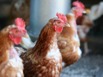 A close-up of several brown hens with red combs standing together in a chicken coop, with one hen in sharp focus and the others blurred in the background.