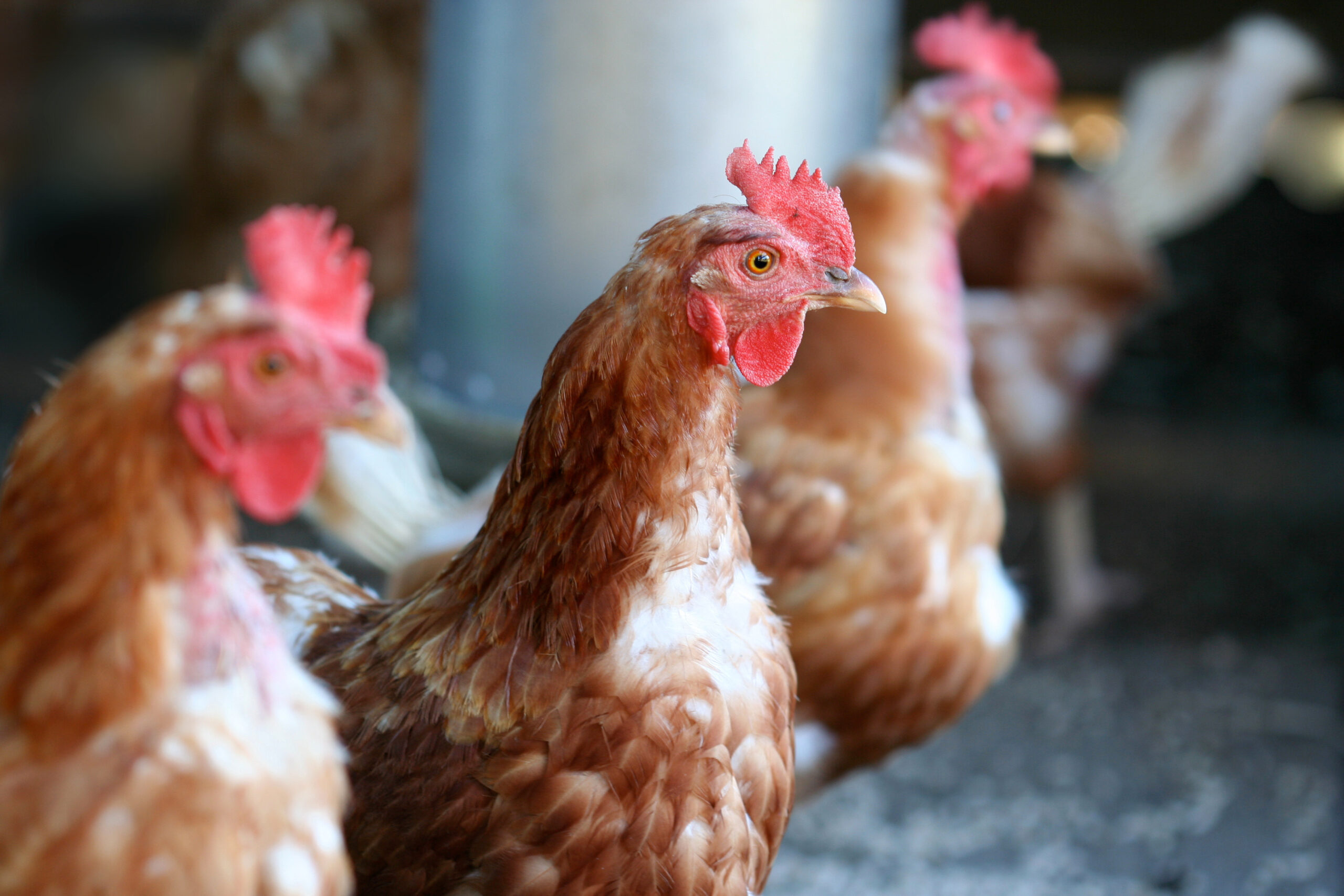 A close-up of several brown hens with red combs standing together in a chicken coop, with one hen in sharp focus and the others blurred in the background.