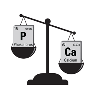 Choosing the Best Minerals for Cattle