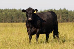 A black cow with yellow ear tags stands in a grassy field, facing the camera. In the background, there is a line of green trees under a clear sky.