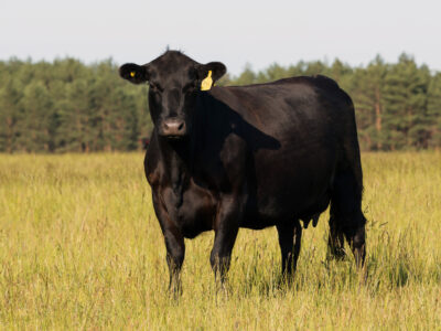A black cow with yellow ear tags stands in a grassy field, facing the camera. In the background, there is a line of green trees under a clear sky.
