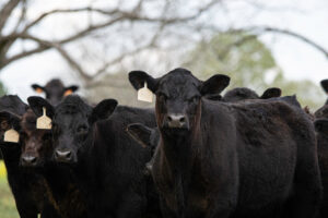 A group of black cows with ear tags stands outdoors, closely gathered together. Leafless tree branches and blurred greenery are visible in the background.