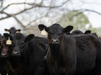A group of black cows with ear tags stands outdoors, closely gathered together. Leafless tree branches and blurred greenery are visible in the background.