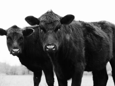Two black cows stand close together in a field, facing the camera. The image is in black and white, and the background is blurred, drawing focus to the cows’ faces.