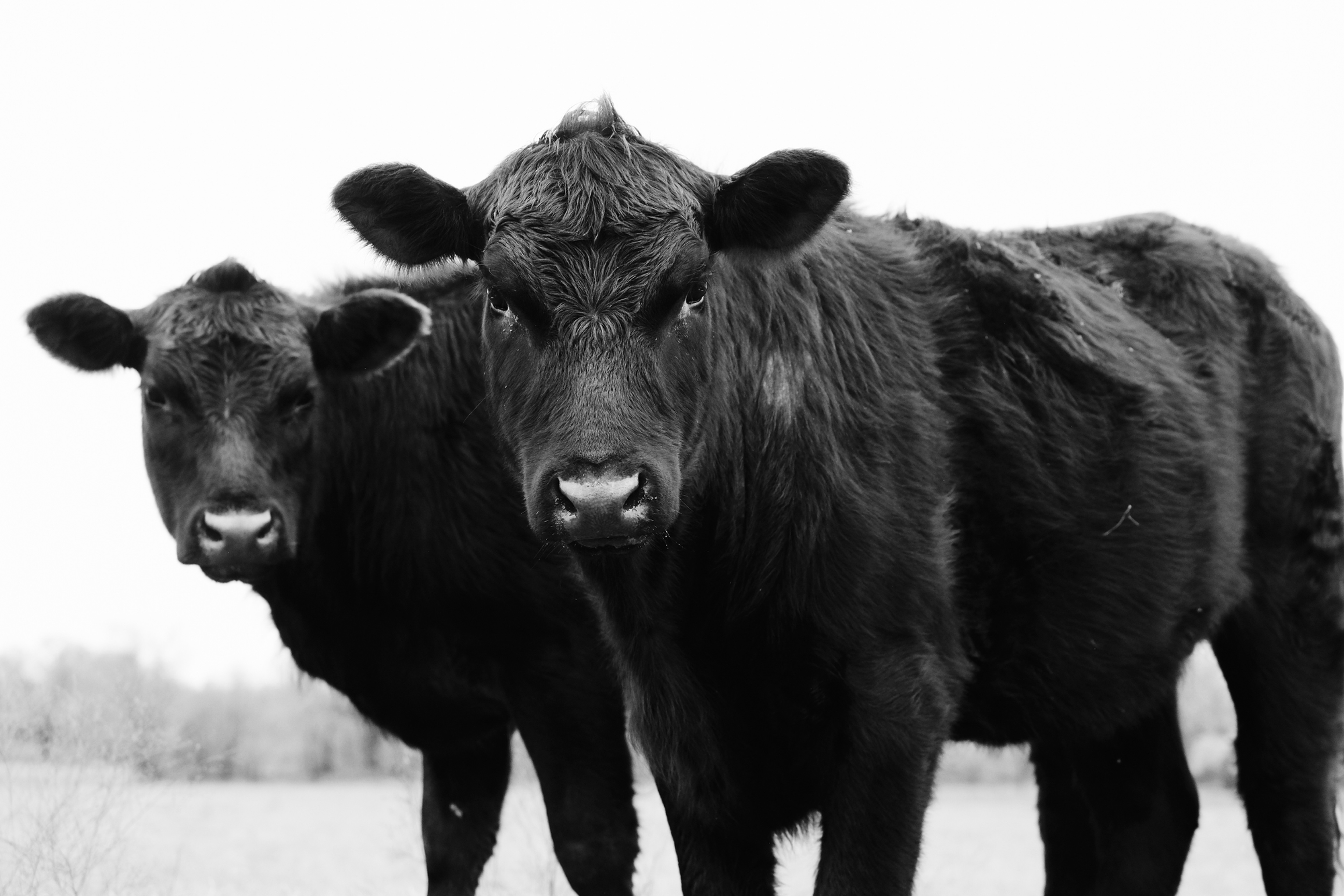 How to Wean Calves for a Stress-Free Transition