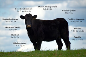 Black cow standing on grass with labels pointing to different body parts, each listing essential minerals for functions like bone and muscle development, nervous system, disease resistance, skin, fertility, appetite, and milk production.