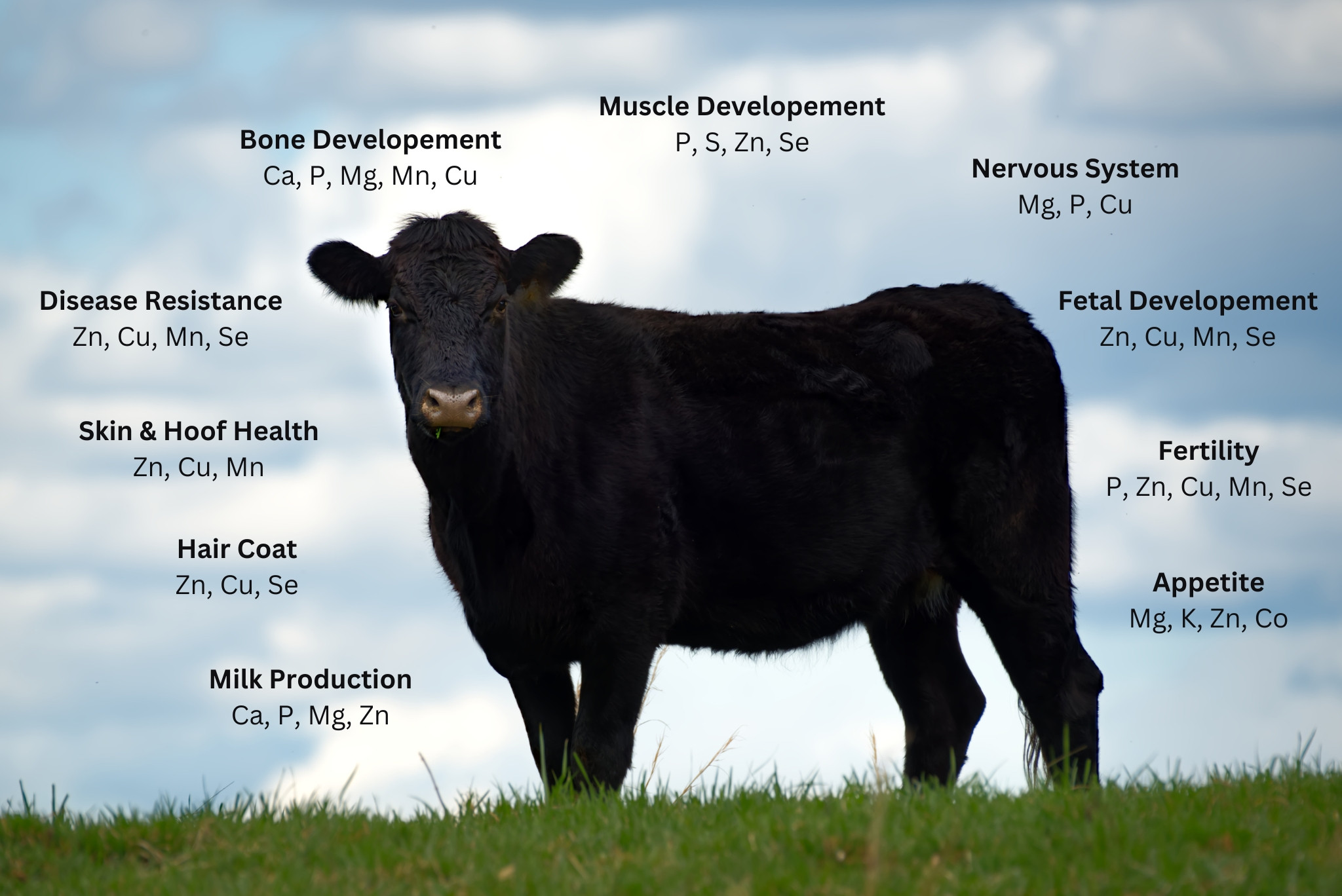 Choosing the Best Minerals for Cattle