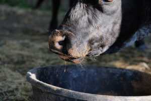 Close-up of a black cow's face with a dusty nose, standing near a large black feeding tub. The cow is looking down, possibly about to eat or drink. Straw and dirt are visible in the background.
