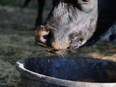 Close-up of a black cow's face with a dusty nose, standing near a large black feeding tub. The cow is looking down, possibly about to eat or drink. Straw and dirt are visible in the background.