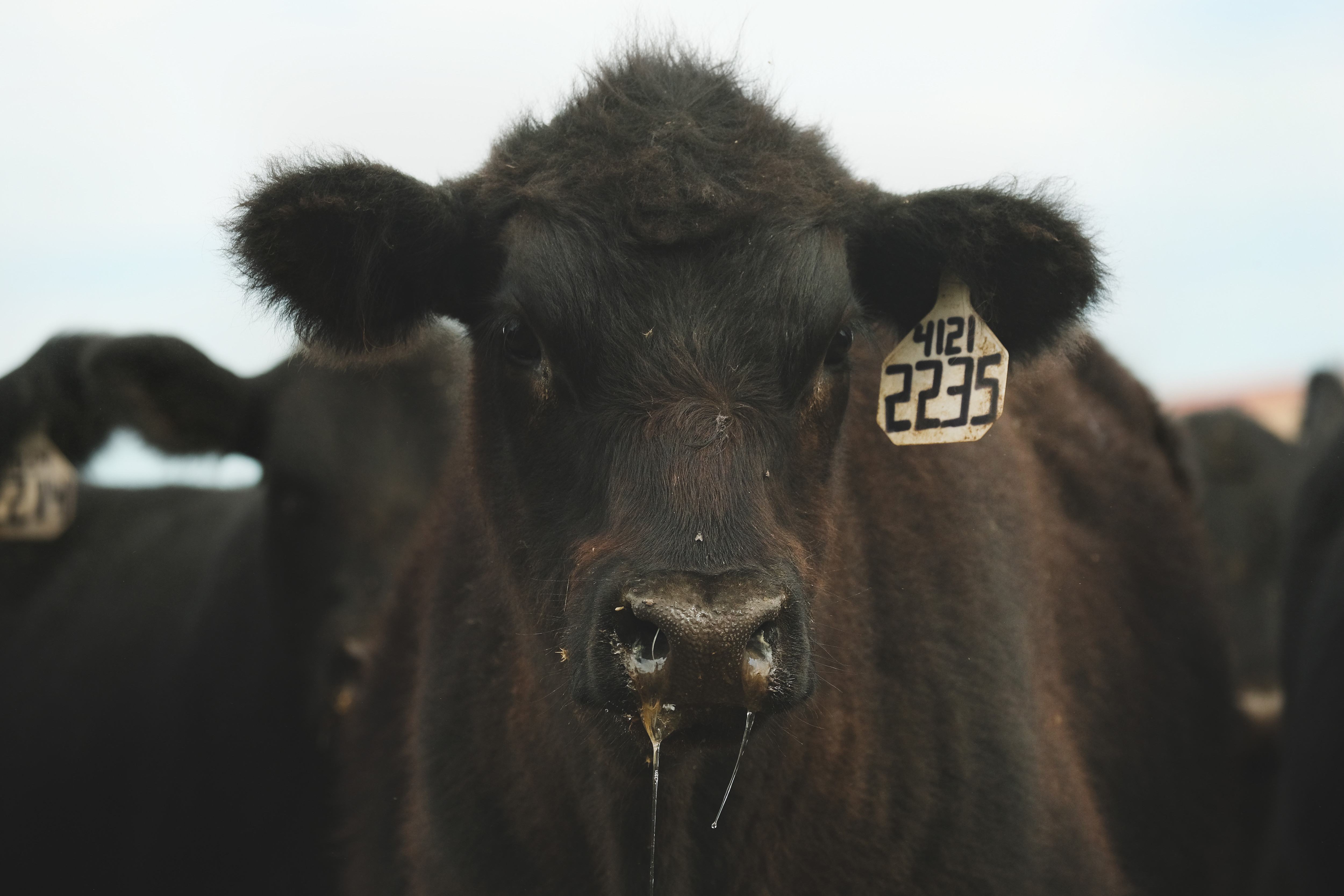How to Wean Calves for a Stress-Free Transition