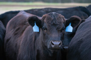 A close-up of a black cow with blue ear tags standing among other black cows, looking directly at the camera. The background is slightly blurred, focusing attention on the cow’s face and ears.