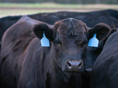A close-up of a black cow with blue ear tags standing among other black cows, looking directly at the camera. The background is slightly blurred, focusing attention on the cow’s face and ears.