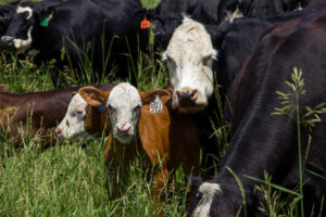 Several cows and calves stand closely together in tall green grass. Two brown calves with white faces and ear tags are in the foreground, while larger black and white cows surround them.