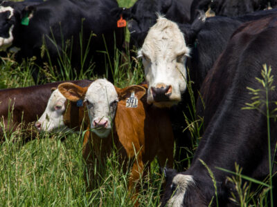 Several cows and calves stand closely together in tall green grass. Two brown calves with white faces and ear tags are in the foreground, while larger black and white cows surround them.