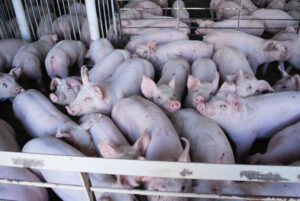 A large group of pigs crowded together in a pen with metal railings, lying and standing on a slatted floor in a confined indoor space.