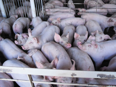 A large group of pigs crowded together in a pen with metal railings, lying and standing on a slatted floor in a confined indoor space.