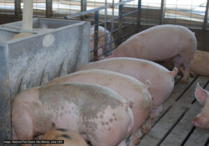 Several pigs stand side by side eating from a metal feeder inside a pen with a slatted floor at a pig farm. The animals are enclosed by metal fencing and the area appears clean and well-lit.