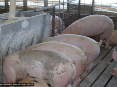 Several pigs stand side by side eating from a metal feeder inside a pen with a slatted floor at a pig farm. The animals are enclosed by metal fencing and the area appears clean and well-lit.
