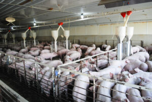 A large number of pigs are crowded together inside a commercial indoor farm, enclosed by metal fencing, with automated feed dispensers hanging from the ceiling.
