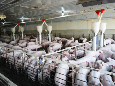A large number of pigs are crowded together inside a commercial indoor farm, enclosed by metal fencing, with automated feed dispensers hanging from the ceiling.