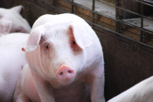 A close-up of a pink pig with floppy ears sitting in a pen, looking toward the camera. Other pigs and the metal bars of the pen are visible in the background.