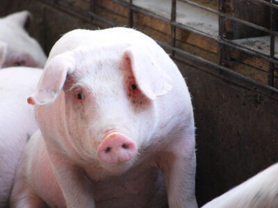 A close-up of a pink pig with floppy ears sitting in a pen, looking toward the camera. Other pigs and the metal bars of the pen are visible in the background.