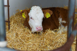 A brown and white calf with yellow ear tags lies on a bed of straw inside an enclosure. The calf looks toward the camera, and metal bars are visible in the foreground.