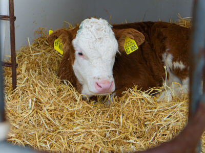 A brown and white calf with yellow ear tags lies on a bed of straw inside an enclosure. The calf looks toward the camera, and metal bars are visible in the foreground.
