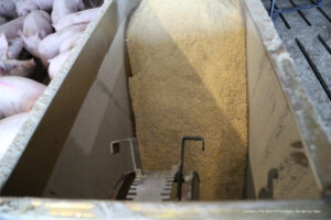 A close-up of a metal livestock feeder filled with grain, with pigs visible on the left side, ready to eat. The feeder has a gear mechanism at the bottom.